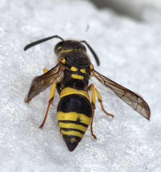 Ancistrocerus gazella Maryland Biodiversity Project European Tube Wasp Ancistrocerus