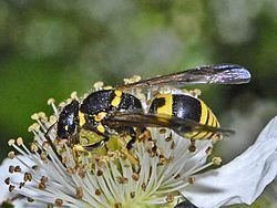 Ancistrocerus nigricornis Ancistrocerus nigricornis Wikipedia