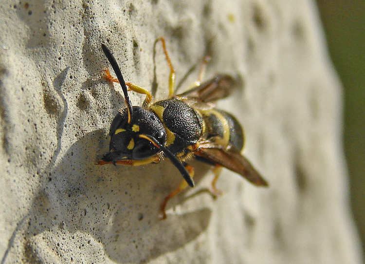 Ancistrocerus nigricornis This is the page