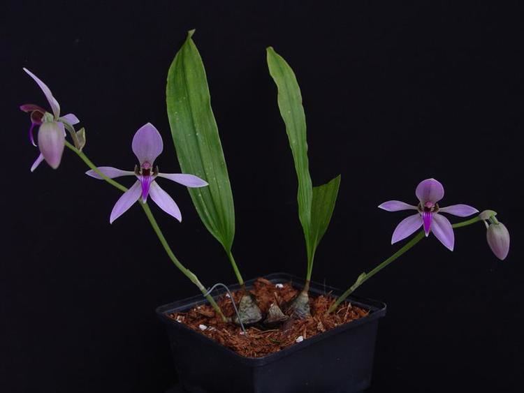 Ancistrochilus Ancistrochilus rothschildianus presented by Orchids Limited