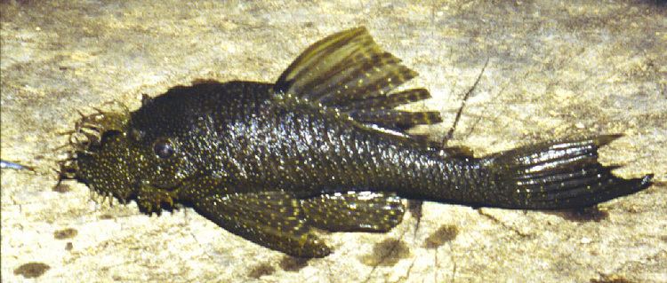 Ancistrus Ancistrus