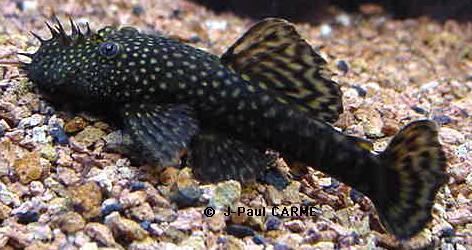 Ancistrus Ancistrus