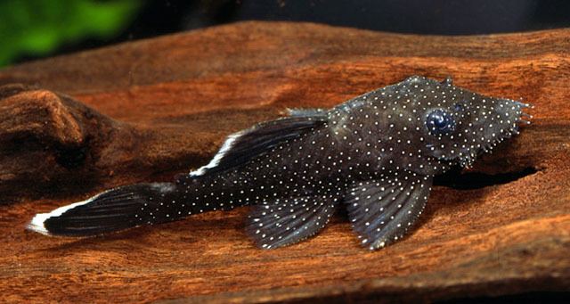 Ancistrus hoplogenys Fish Identification