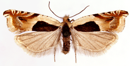 Ancylis badiana Ancylis badiana Insecta Lepidoptera Tortricidae