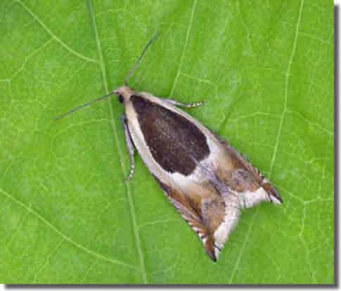 Ancylis badiana Hants Moths 49214 Ancylis badiana