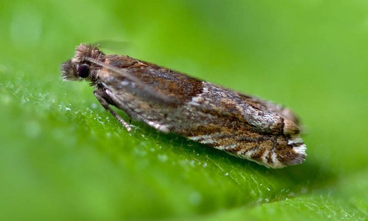 Ancylis comptana Ancylis comptana UKMoths