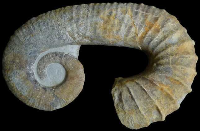 Ancyloceras Ancylocerasquot sp