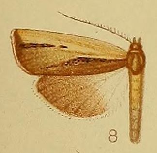 Ancylolomia endophaealis