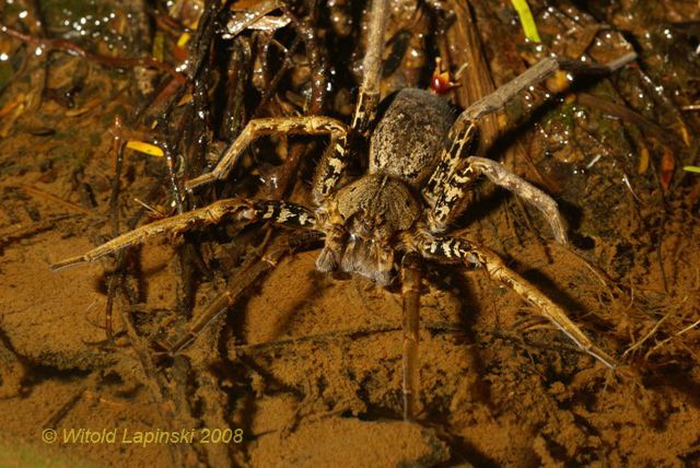 Ancylometes Gallery Wandering Spiders Amazon