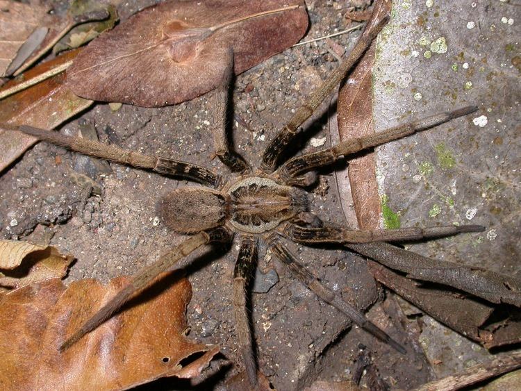 Ancylometes arachnidsmyspeciesinfositesarachnidsmyspecies