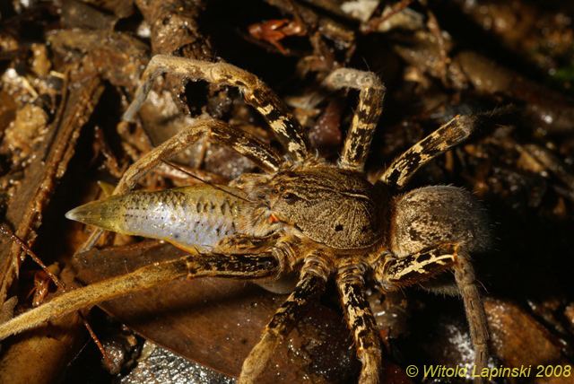 Ancylometes Gallery Wandering Spiders Amazon