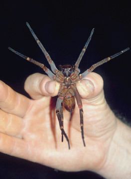 Ancylometes Introduction Wandering Spiders Amazon