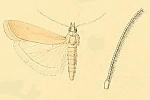 Ancylosis calcariella