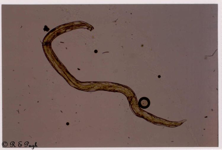 Ancylostoma parasiteorgaupughcollectionJpegsStampedAncyl