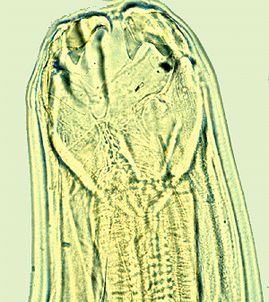 Ancylostoma braziliense researchvetupenneduPortals94Parasite20Pages