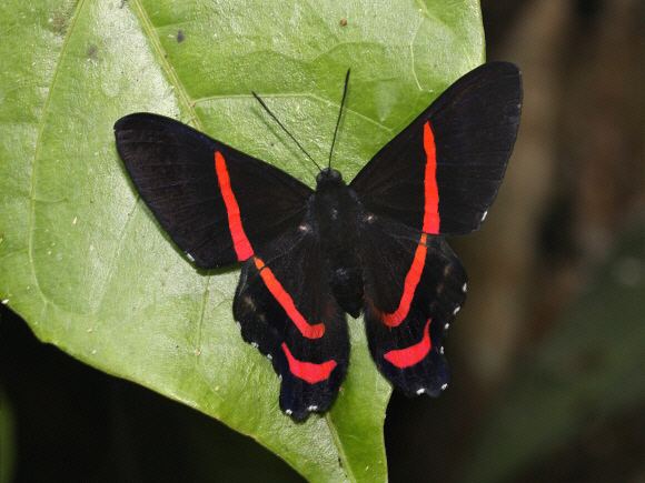 Ancyluris Butterflies of Amazonia Ancyluris meliboeus