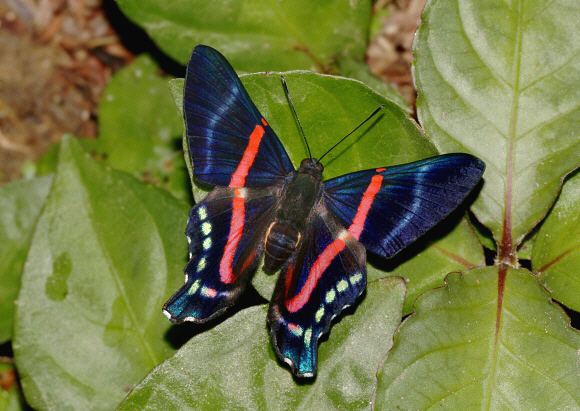 Ancyluris Butterflies of Amazonia Ancyluris jurgensenii