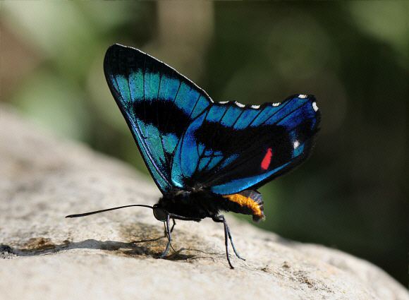 Ancyluris Butterflies of Amazonia Ancyluris etias