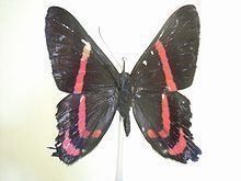 Ancyluris meliboeus httpsuploadwikimediaorgwikipediacommonsthu