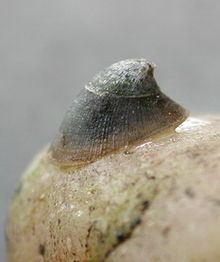 Ancylus fluviatilis httpsuploadwikimediaorgwikipediacommonsthu