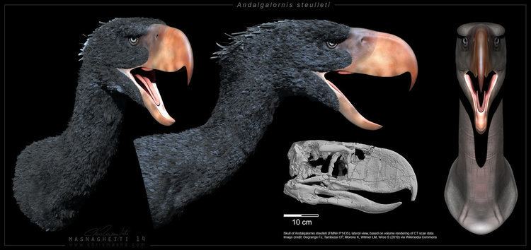 Andalgalornis Andalgalornis 3D model by ChrisMasna on DeviantArt