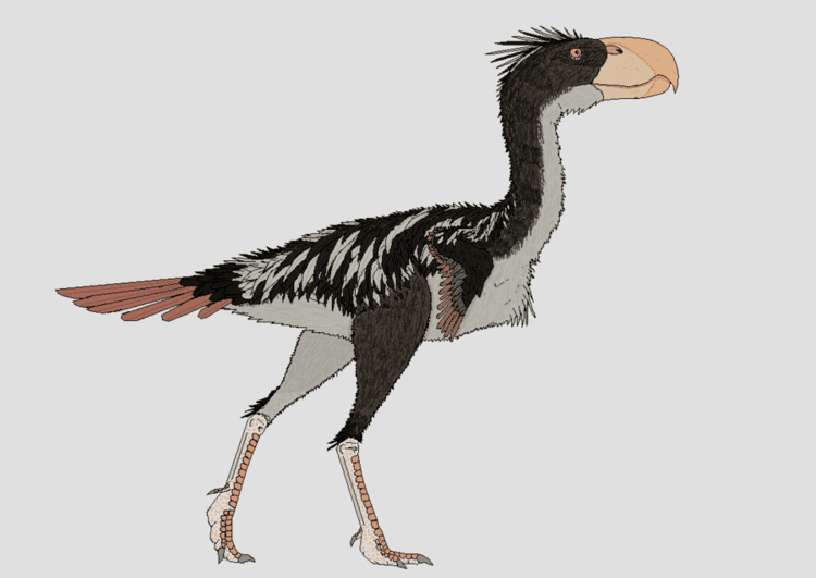 Andalgalornis Andalgalornis steulleti by Kazanlak10 on DeviantArt