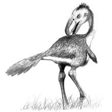 Andalgalornis httpsuploadwikimediaorgwikipediacommonsthu