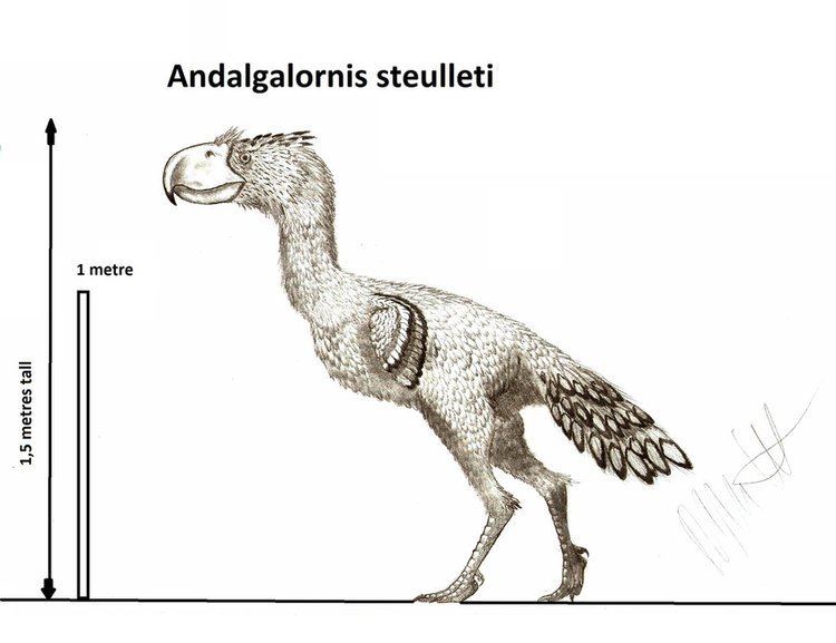 Andalgalornis Andalgalornis steulleti by Teratophoneus on DeviantArt