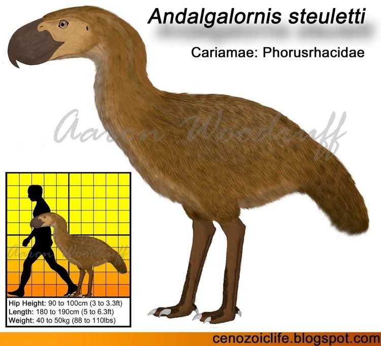 Andalgalornis Life in the Cenozoic Era Steulett39s Terror Bird Andalgalornis