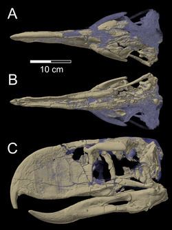 Andalgalornis Andalgalornis Wikipedia