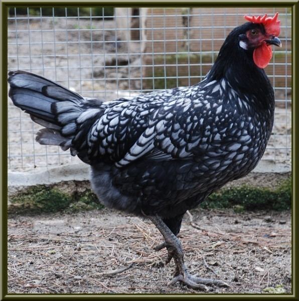 Andalusian chicken Andalusian For Sale Chickens Breed Information Omlet