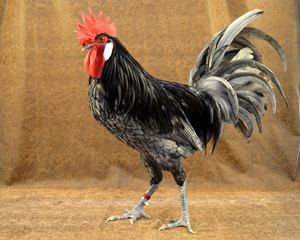Andalusian chicken The Livestock Conservancy