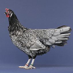 Andalusian chicken httpswwwmypetchickencomimagesChickenPixmed