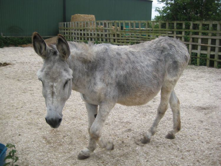 Andalusian donkey ANDALUSIAN DONKEY Spalding Lincolnshire Pets4Homes