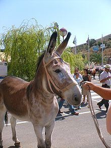 Andalusian donkey httpsuploadwikimediaorgwikipediacommonsthu