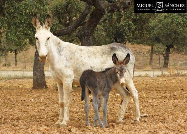 Andalusian donkey The Andalusian donkey Spanish Asno Andaluz is a breed of domestic