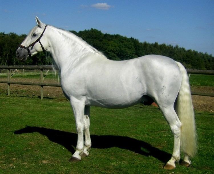 A white Andalusian horse
