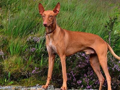 what is the breed of andalusian hound