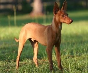 what is the breed of andalusian hound