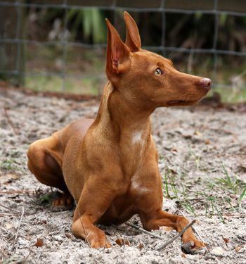 Andalusian Hound Andalusian Hound I would love one of these dogs Oertypes