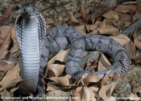 Andaman cobra indiansnakesorgsitesdefaultfilesstyleslarge