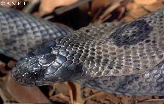 Andaman cobra Andaman amp Nicobar Snakes Naja sagittifera Andaman Cobra