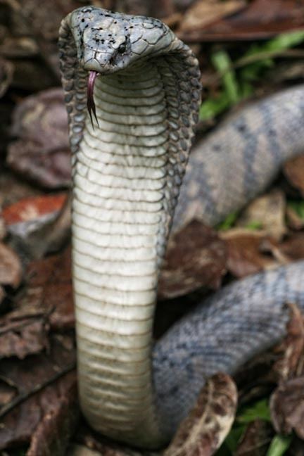 Andaman cobra Andaman Cobra Facts and Pictures Reptile Fact