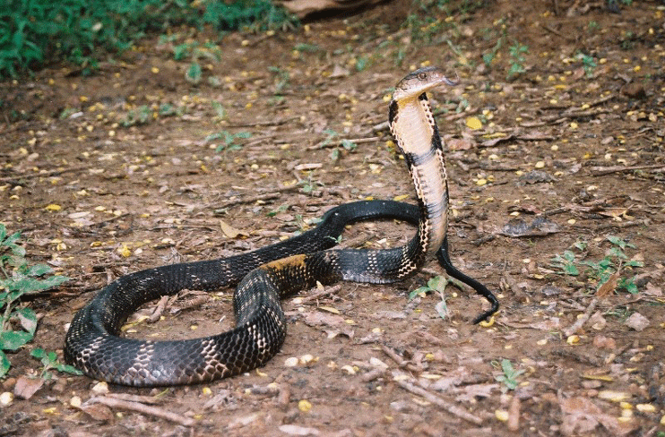 Andaman cobra Andaman Cobra rescued from Calicut house Andaman Sheekha