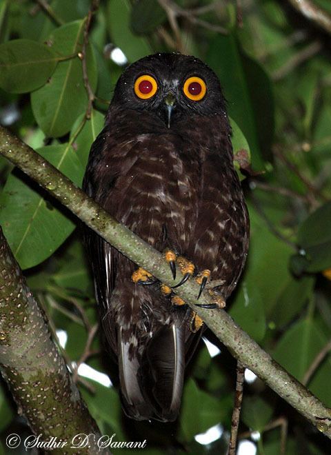 Andaman hawk-owl ANDAMAN HAWK OWL
