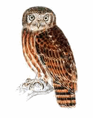 Andaman hawk-owl Andaman HawkOwl Ninox affinis Planet of Birds
