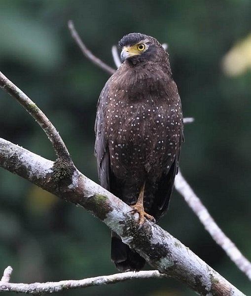 Andaman serpent eagle - Alchetron, The Free Social Encyclopedia