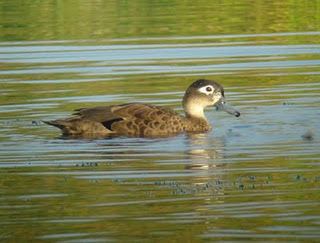 Andaman teal Andaman Teal Anas albogularis All ducks geese and Swans of the