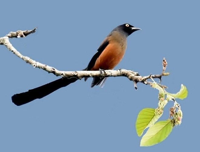 Andaman treepie Oriental Bird Club Image Database Andaman Treepie Dendrocitta