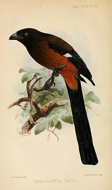 Andaman treepie httpsuploadwikimediaorgwikipediacommonsthu